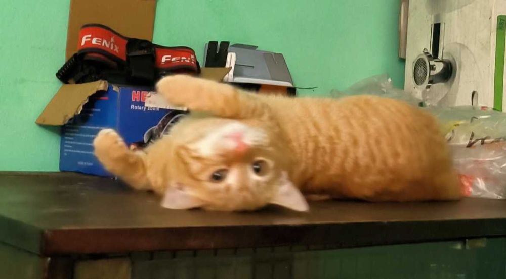 Віддам котика 8 місяців