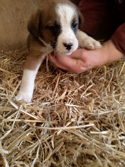Pieski boxer z brązowym mieszańcem
