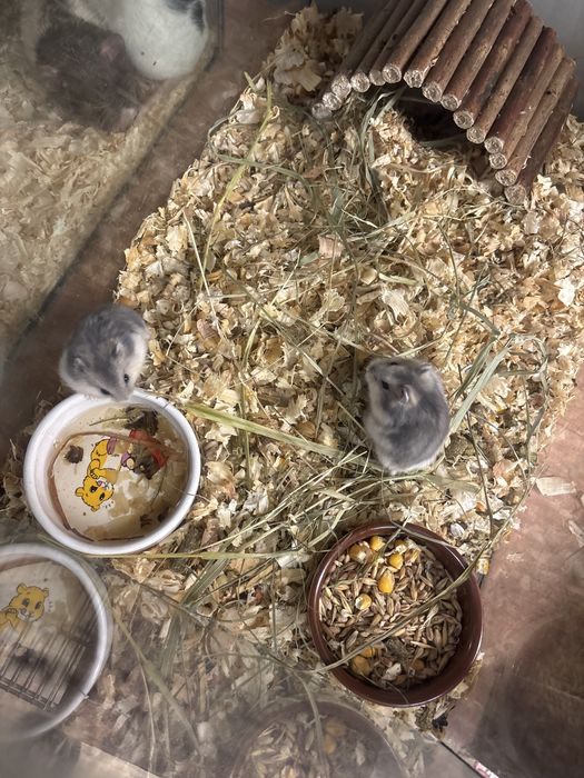 Chomiki dżungarskie Oswojone 4 tygodnie duży wybór różne kolory