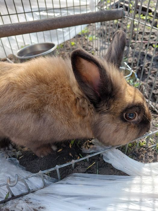 В хорошем состоянии одам в хорошые руки.