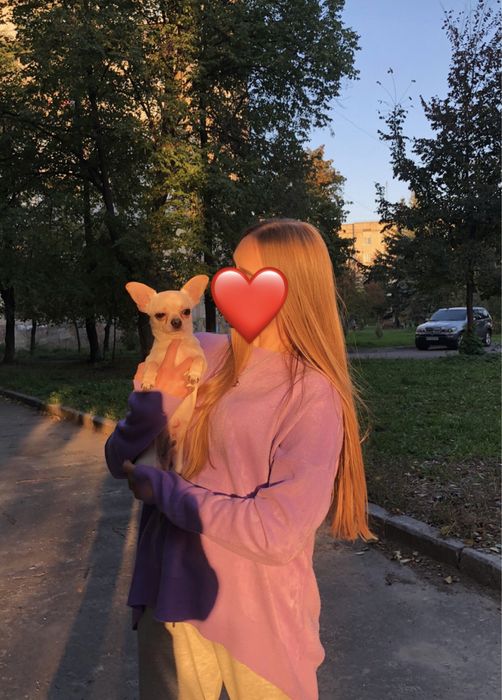 Чіхуахуа В'язка