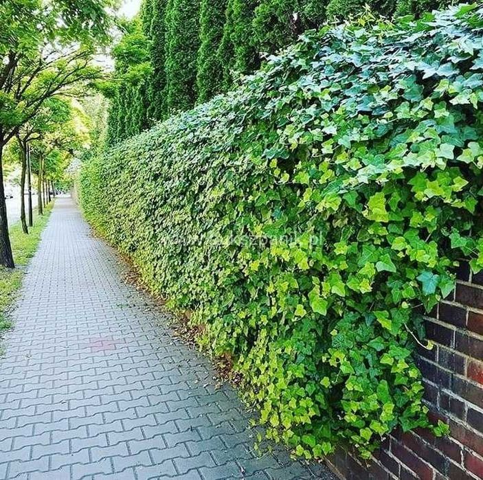 Bluszcz na ściany płoty sadzonki 100 cm 50 sztuk zasłona od sąsiadów