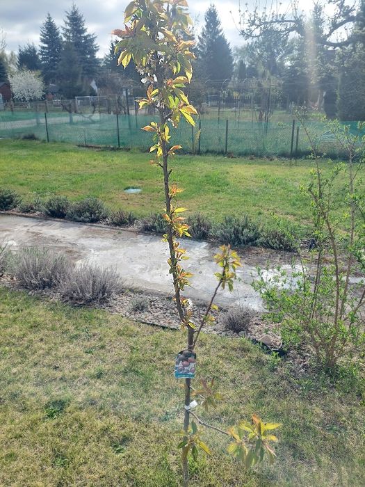 Działka rod ul Łukasińskiego 680 m² - Widok 2