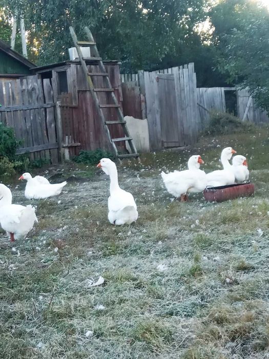 Продам гусей породи Холмогор