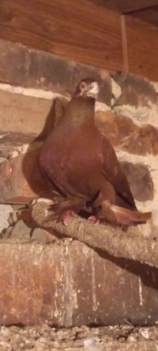 Sprzedam gołębie ozdobne