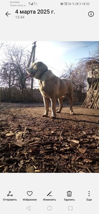 Цуцинята алабая елементні. Вязка