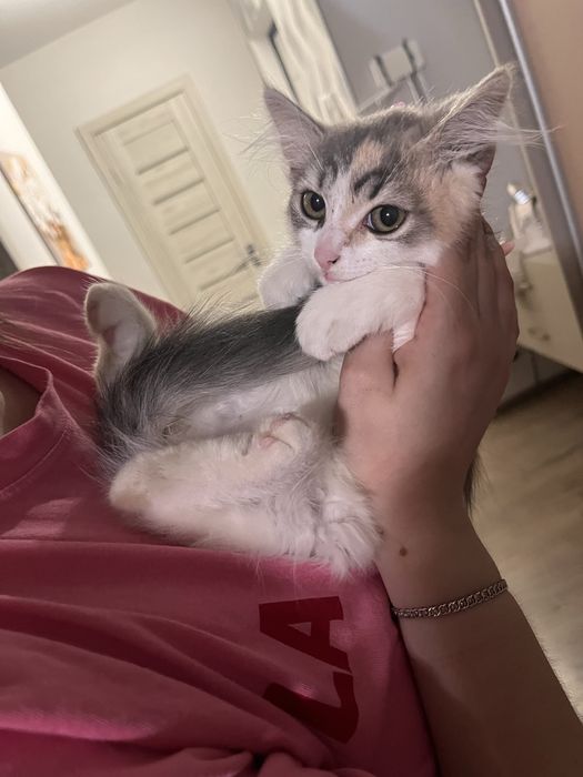 Віддам кошеня, дівчинка