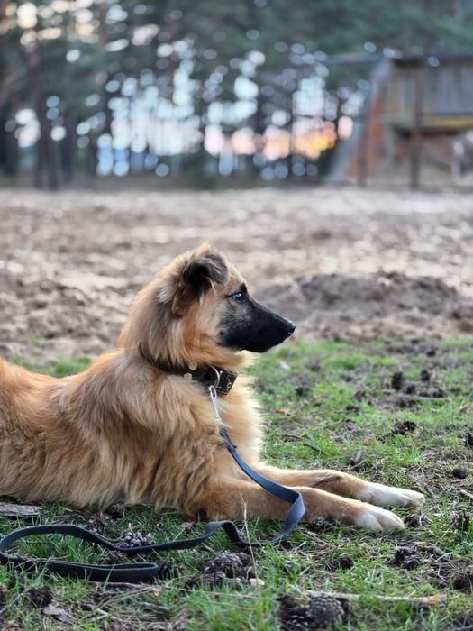 Отдам пса - компаньона, 8 месяцев