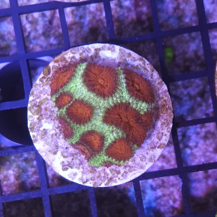 Favia sp. Christmas Akwarystyka morska