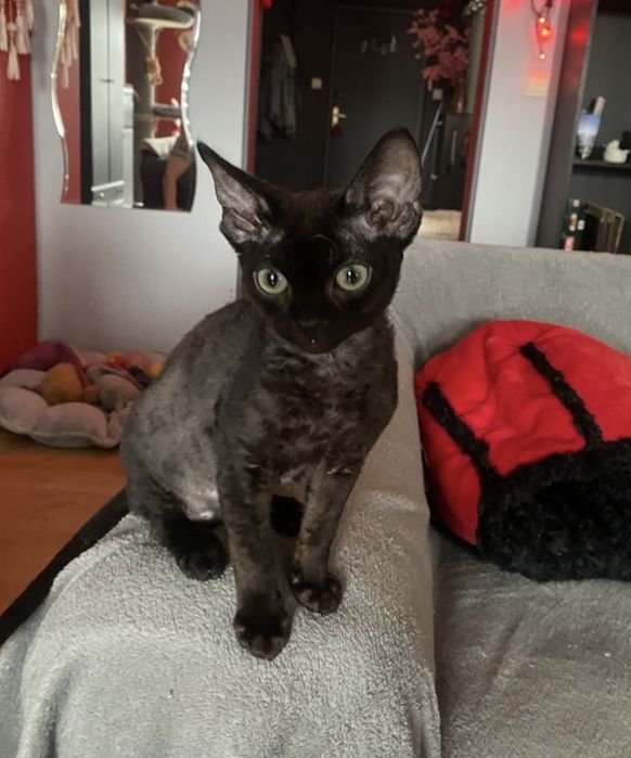 Czarny kocurek Devon Rex rodowód Felis Polonia