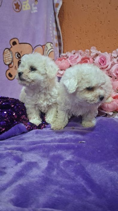 Сладкие зефирки малыши Бишон фризе.