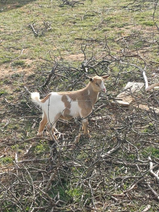 Cabras Anãs - Machos