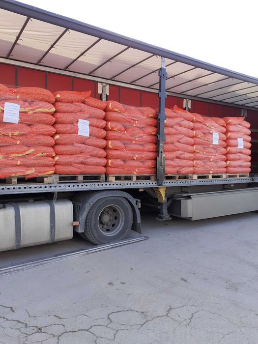 Cebula dymka Rumba, Sturon, Cupido, Contado, Corrado, Preset, Karmen