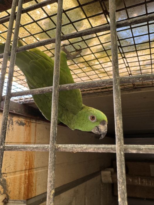 Papagaio auropalliata