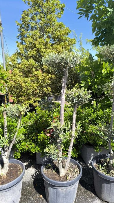 Oliveiras em formato Pom-Pom