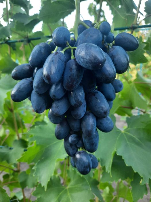 Черенки винограда