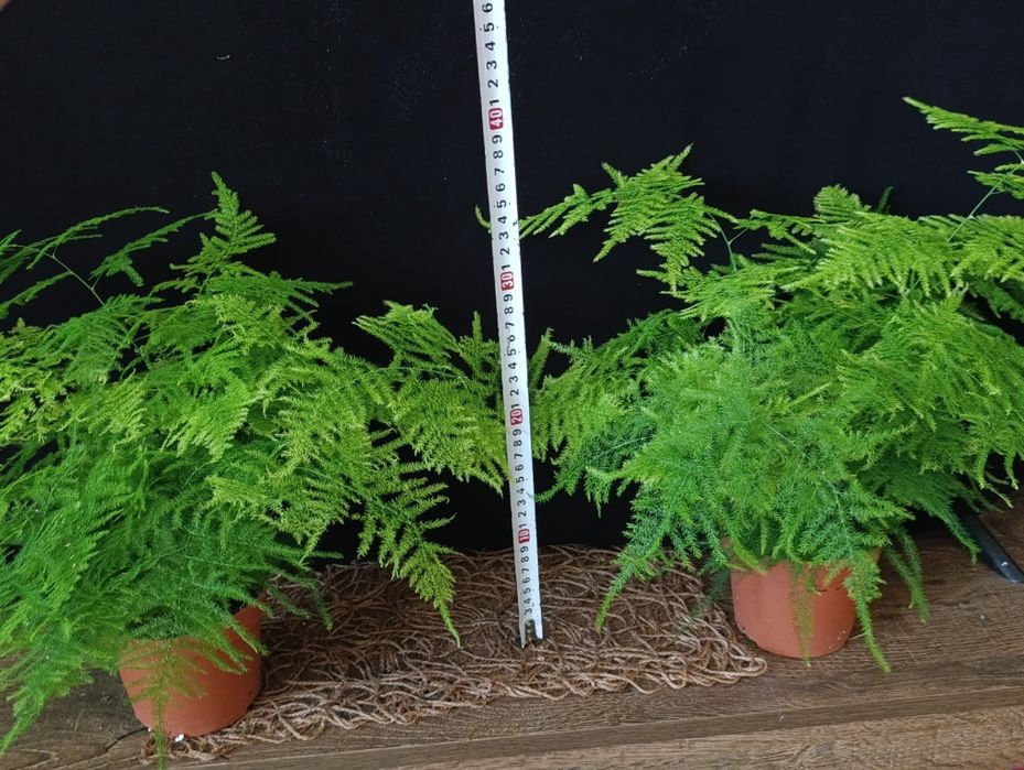 Аспарагус Сетацеус (Asparagus setaceus)