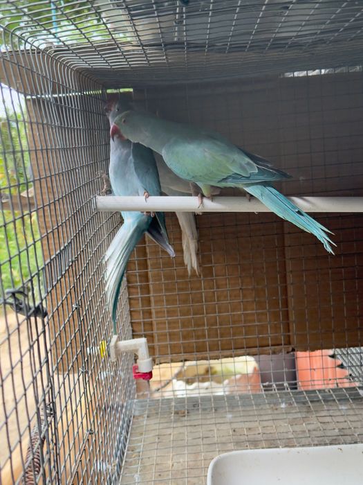 Ring necks sexsados