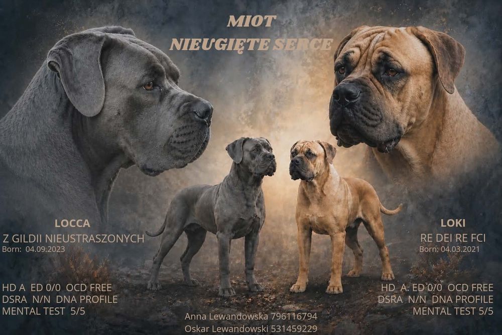 Cane  Corso  Italiano  DZIEWCZYNKA