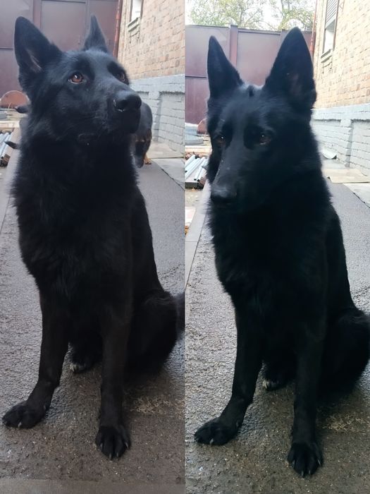 Черная Совершенство.