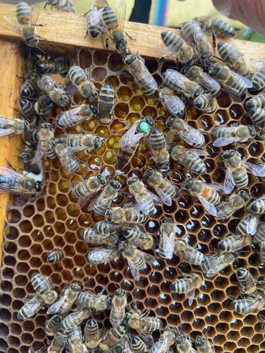 Przezimowane matki pszczele, odkłady pszczele