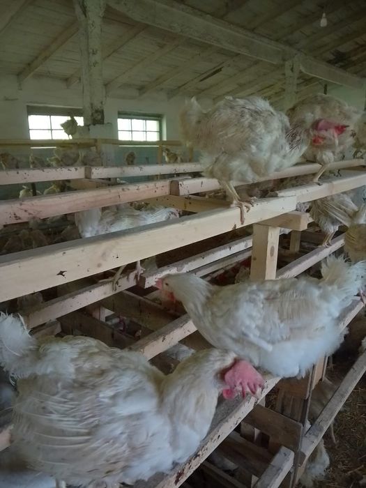 Продам Кури несушки