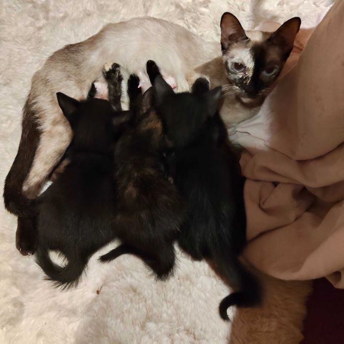 Adoção  dos gatinhos bebés um pretinho e um pretinho manchado