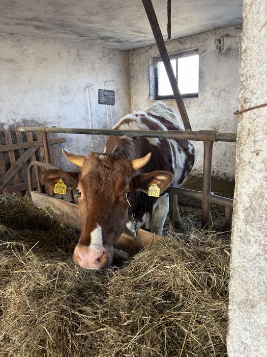 Jałówka wysokocielna HF