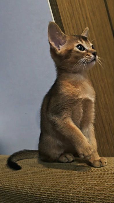 Абісинські кошенята абіссинська порода абиссинская