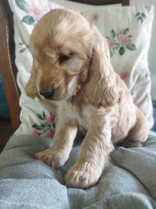 Cocker spaniel angielski suczka