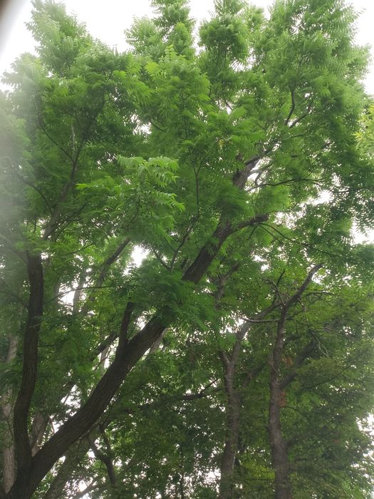 Orzech niełupany Zdrowy Smaczny Eco