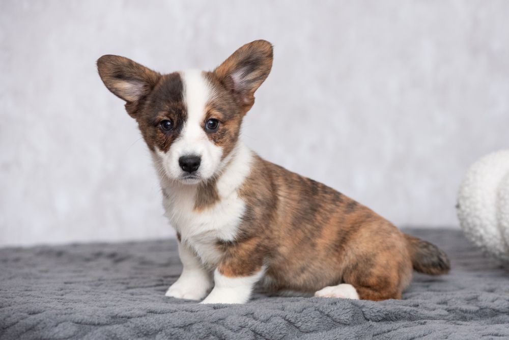 Цуценята Вельш Коргі Кардиган , родовід КСУ