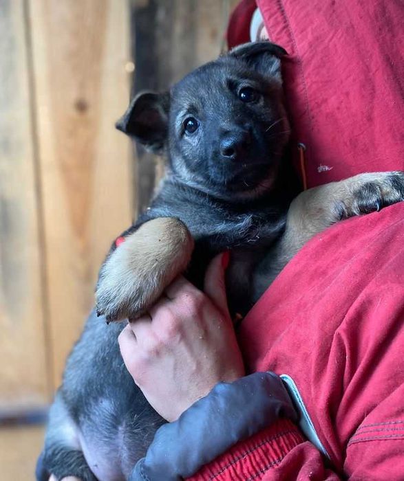 Цуценята в найкращі руки