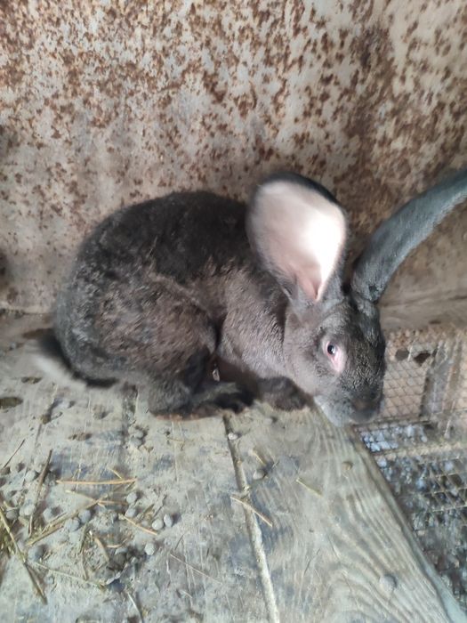 Кролики мардер каліфорнія шиншила