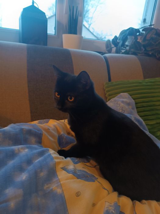 Oddam czarna kotkę.