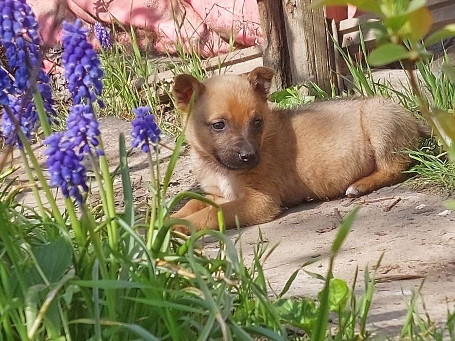 ! ЦУЦЕНЯТА шукають родину !