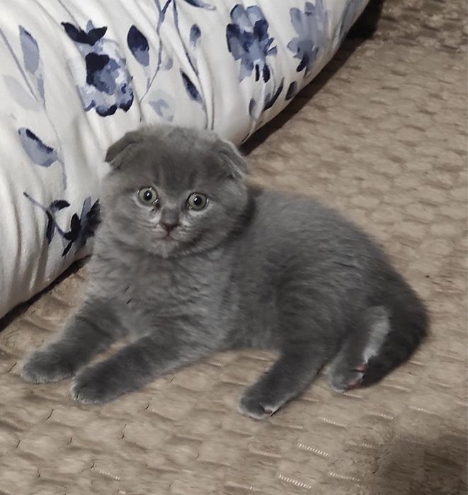 Шотланське кошення