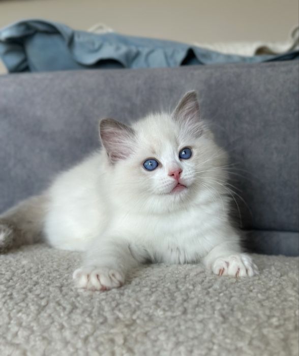 Kocurek ragdoll hodowlano wystawowy FPL