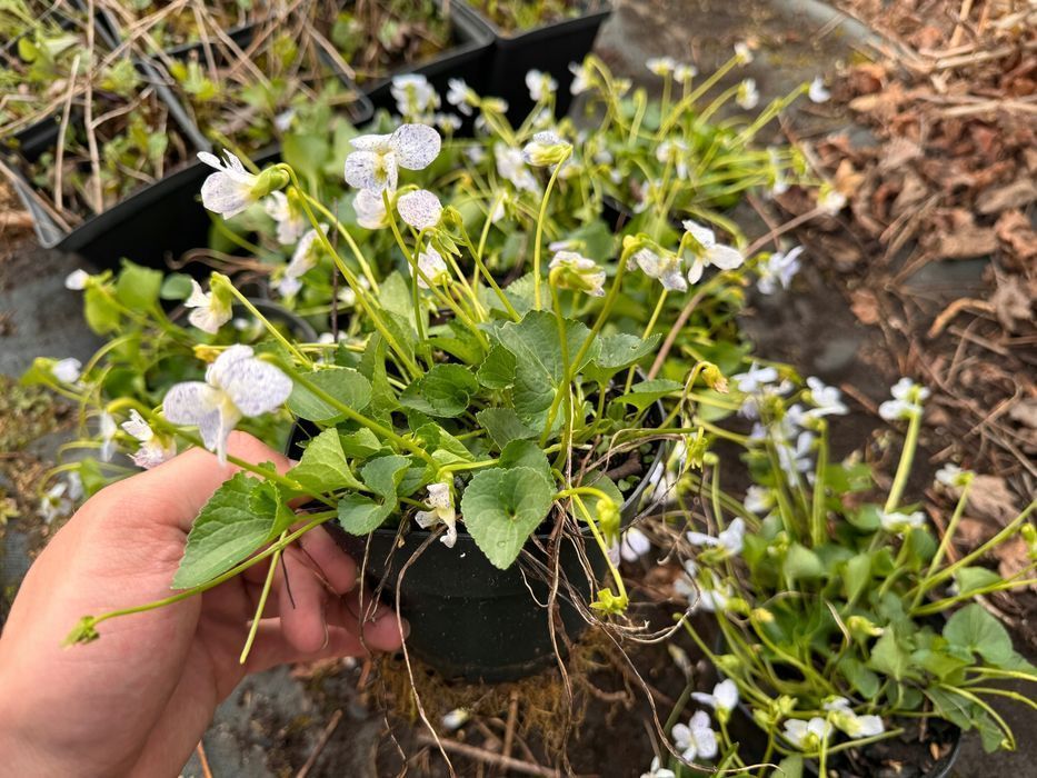 Fiołek motylkowaty 'Freckles' (Viola sororia) Doniczka 1.0L