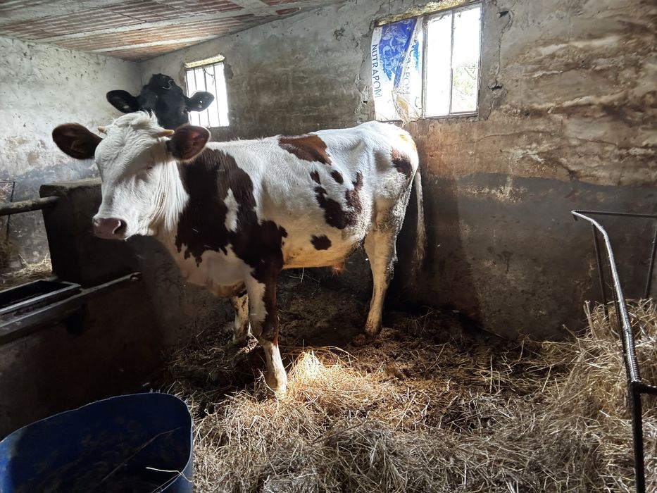 Vendo lote 5 vacas