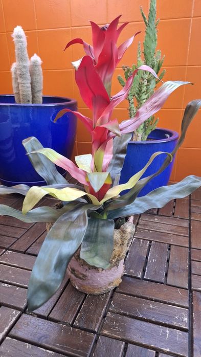 Planta Artificial Bromélia com Vaso Rústico Terracota/Musgo