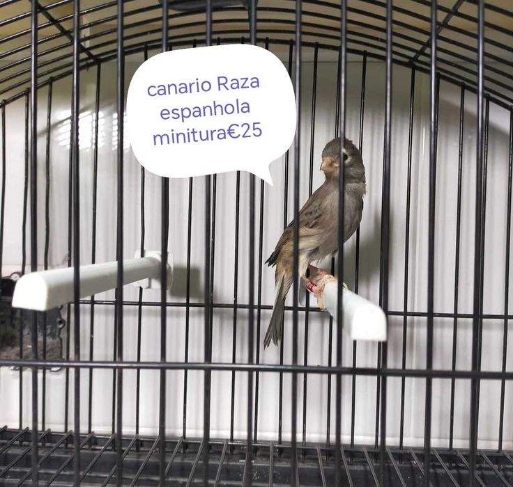 Canarios espanholitos miniatura 2025