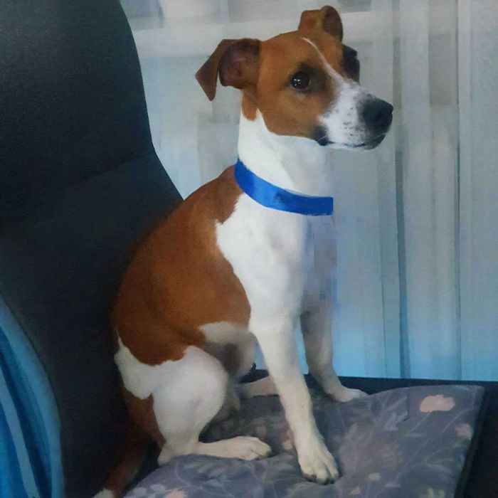 Джек рассел, мальчик 2,5 года ищет невесту. Николаев.