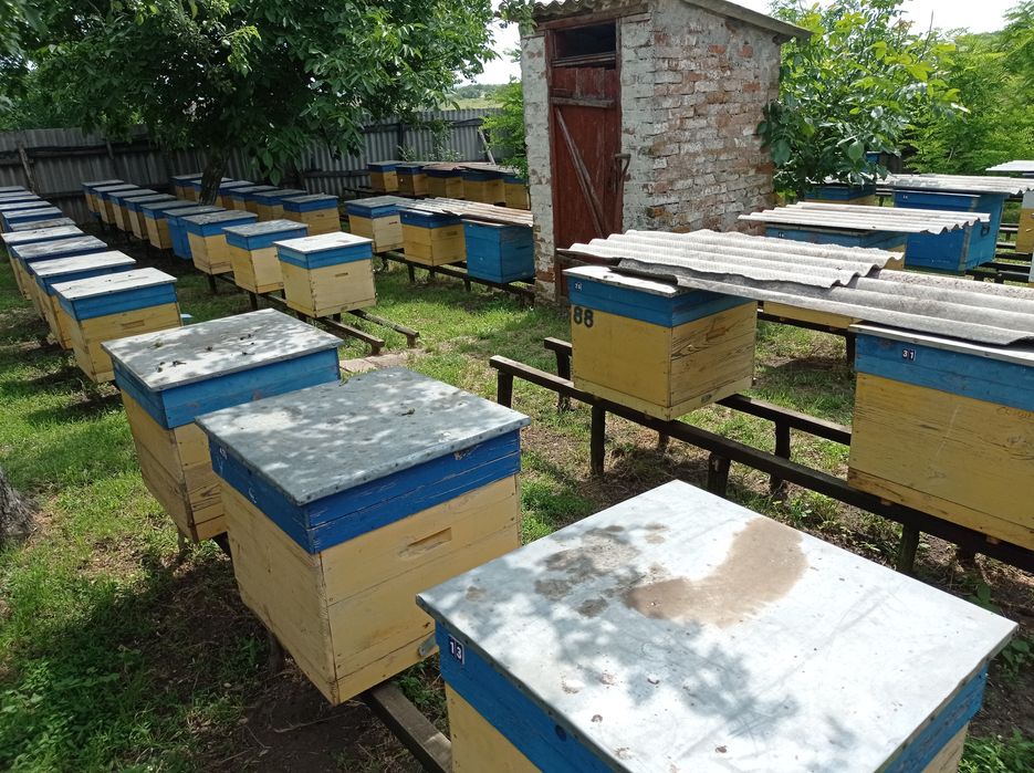 Пасека недорого срочно