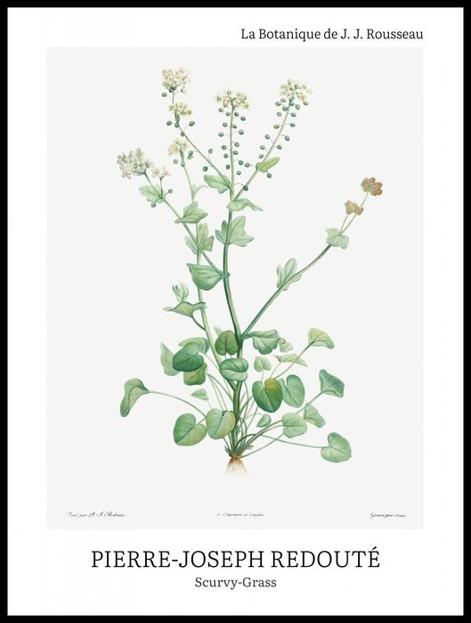 Plakat 60x80cm Design Scurvy-Grass, Redoute Vintage do Salonu
