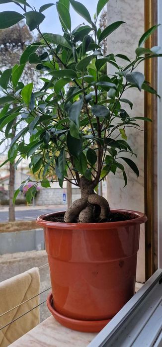 Plantas de Interior – Venda Individual ou em Conjunto