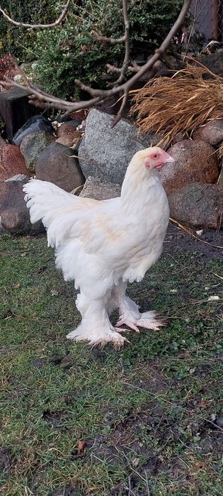 Brahma kogut lemon pyle