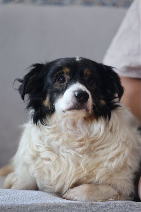 Do adopcji sunie i piesek