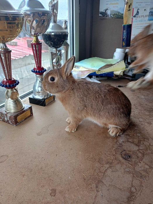 Sprzedam karzełki niderlandzkie podpalane