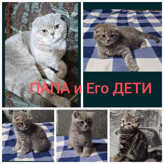 Вязка Шотландский Кот